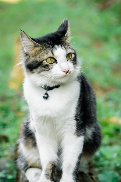 Black Cat Playing Yard High Quality Photo — Stock Photo, Image