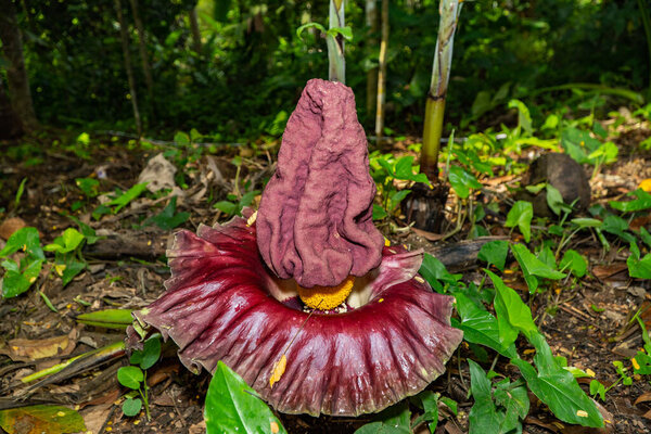 A photo of Titan Arum flowers growing in the wild.