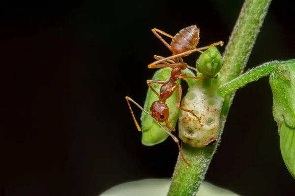 Macro Photo Red Ants Tree Trunk High Quality Photo — Stock Photo, Image