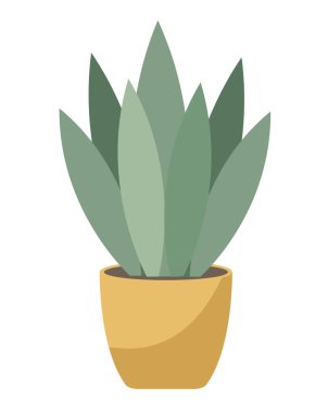 Seramik tencerede houseplant