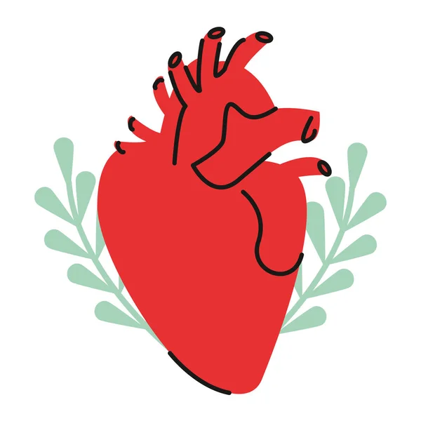 Szív anatómia szerv — Stock Vector
