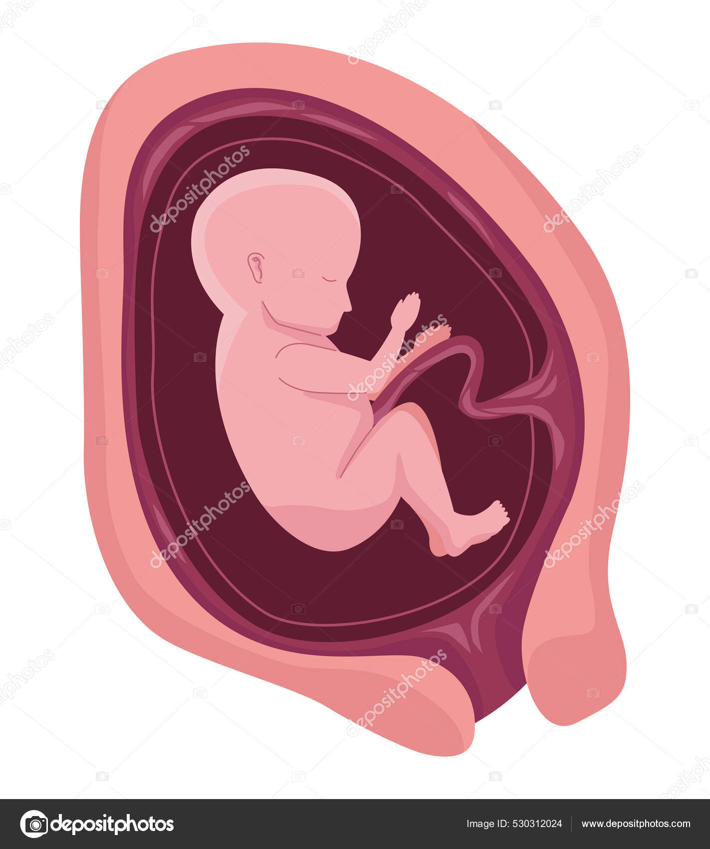 Del Embarazo Bebe En La Panza De Meses Gestación A Los Dos Meses