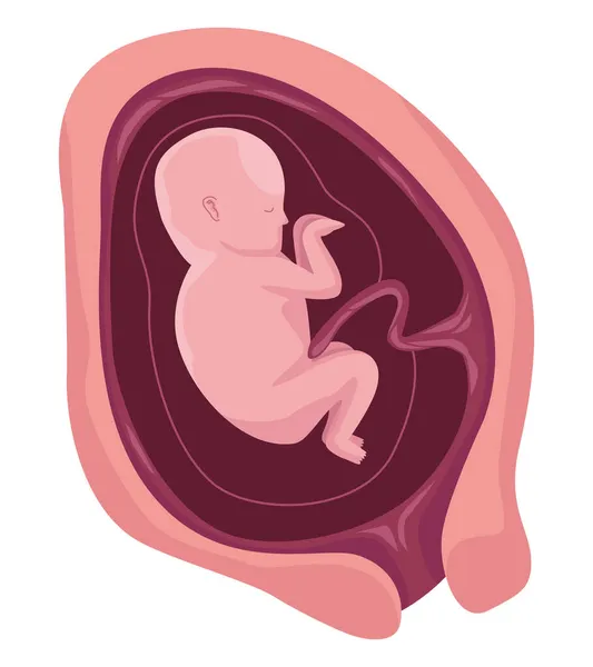 Fetus with three months — Stock Vector