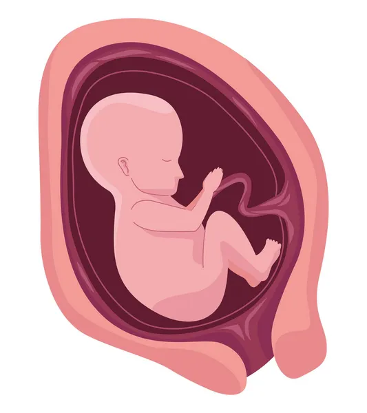 Fetus with six months — Stock Vector
