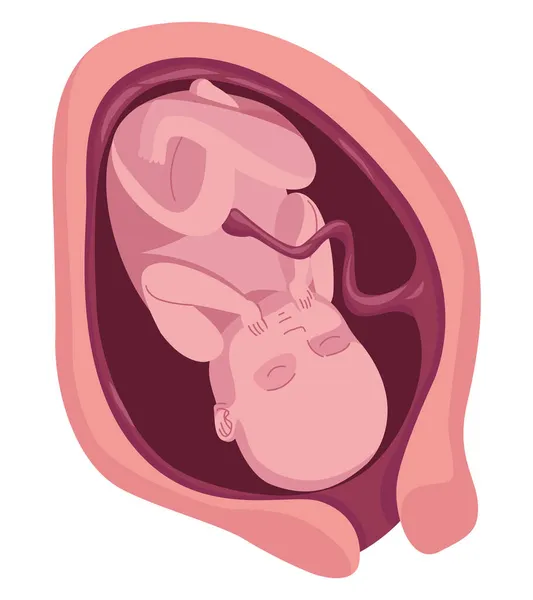 Fetus with nine months — Stock Vector