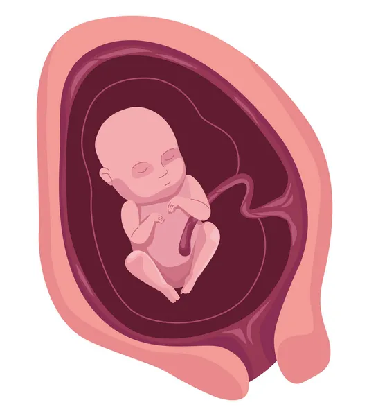 Fetus with four months — Stock Vector