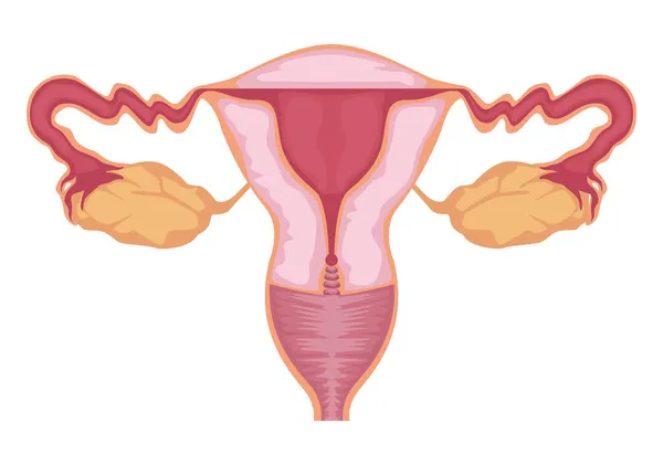 Livmoderns kvinnliga organ — Stock vektor