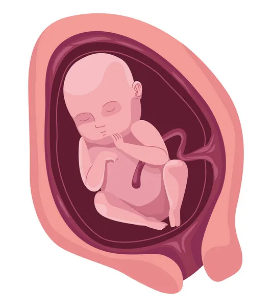 Fetus with eight months — Stock Vector