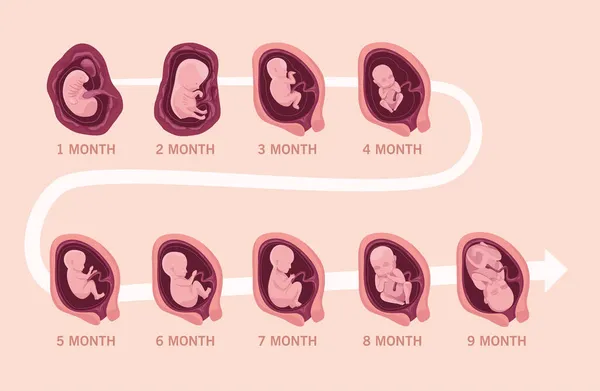 Розвиток ембріона інфографіки — стоковий вектор