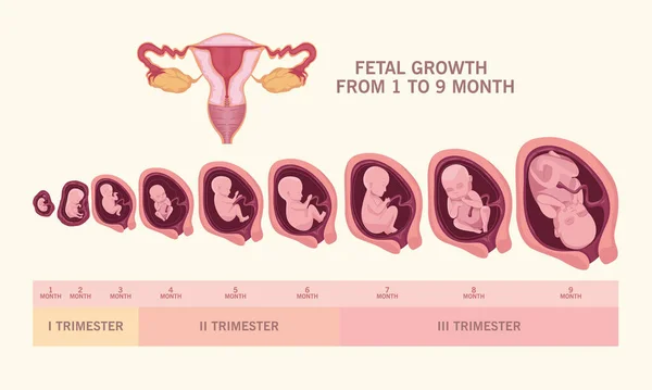 Fostertillväxt och livmoder — Stock vektor