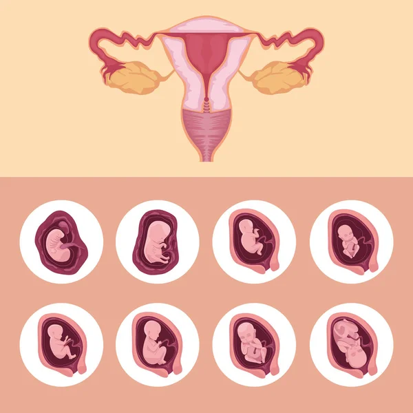 Розвиток матки і ембріона — стоковий вектор