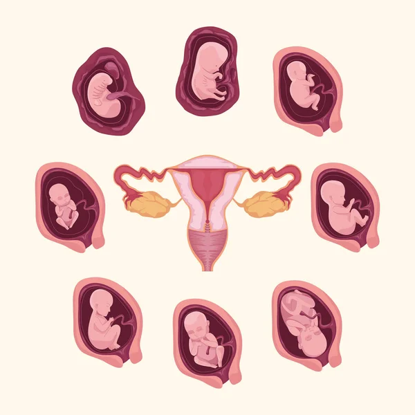 Развитие эмбриона и матка — стоковый вектор