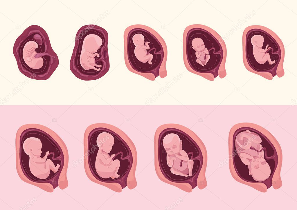 embryo development nine icons