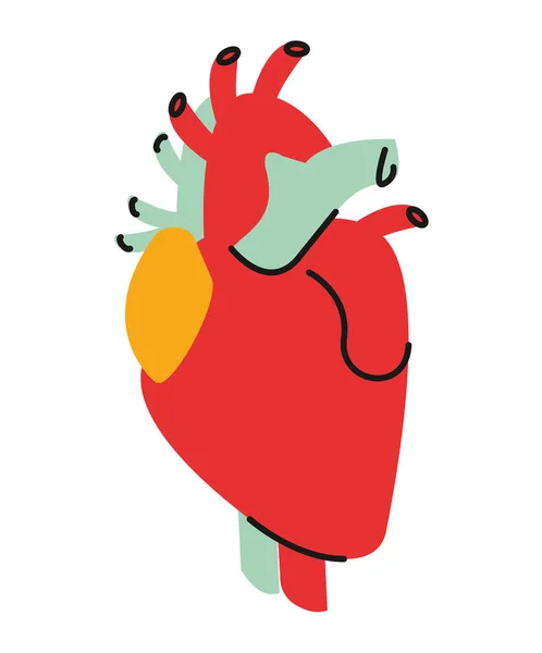 Órgano humano del corazón — Archivo Imágenes Vectoriales