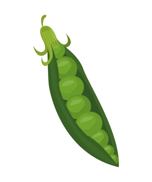 Judías frescas vegetales — Vector de stock