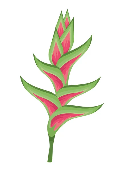 Heliconia planta exótica — Vector de stock