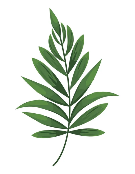 Plantas de hojas exóticas — Vector de stock