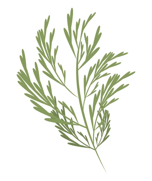 Hortalizas frescas de cilantro — Vector de stock