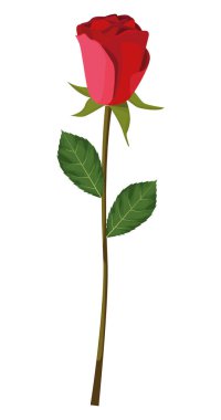 kırmızı gül çiçek