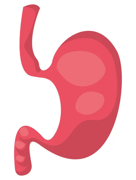 Human stomach design — Stock Vector