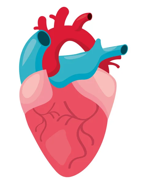 Design del cuore umano — Vettoriale Stock