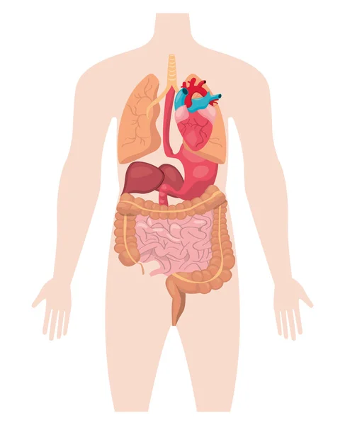 Conception des organes du corps — Image vectorielle