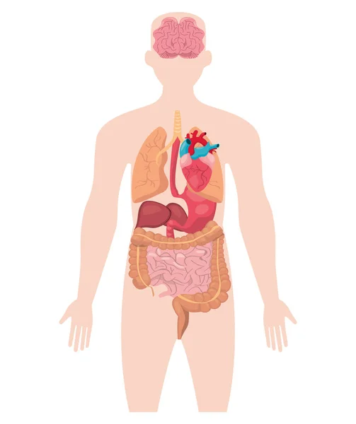Lidské tělo muže — Stockový vektor