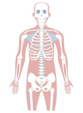 İnsan kemiği tasarımı
