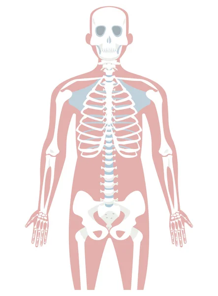 Conception des os humains — Image vectorielle