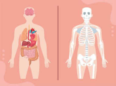 İnsan vücudu tasarımı