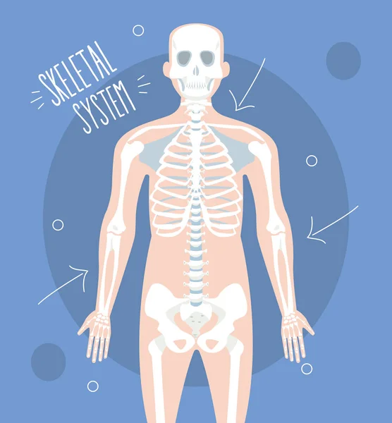 Conception du système squelettique — Image vectorielle