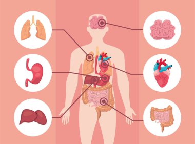 Biyoloji insan vücudu