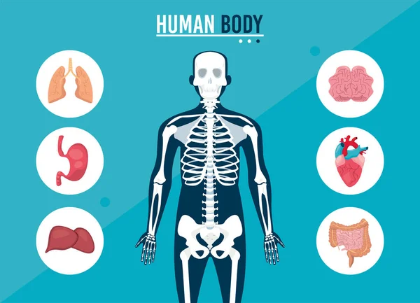 Illustration des os humains — Image vectorielle