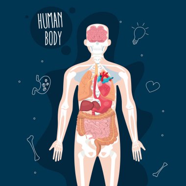 Anatomi vücut yapısı