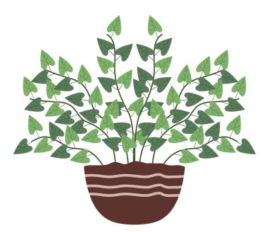 saksıda çiçek yaprakları