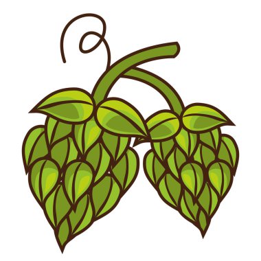 yeşil hops tohumları