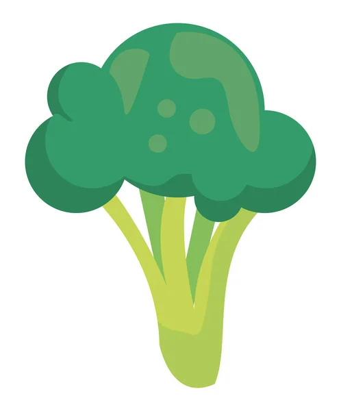 Brócoli vegetal fresco — Vector de stock