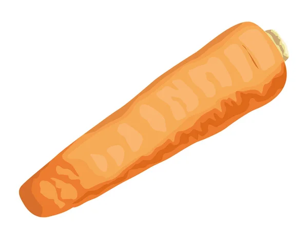Свежий морковный овощ — стоковый вектор