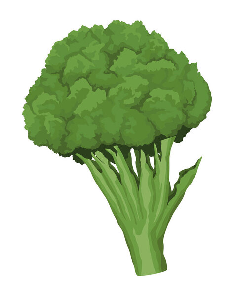 fresh broccoli vegetable