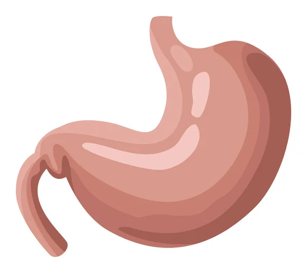 Estomac organe humain réaliste — Image vectorielle