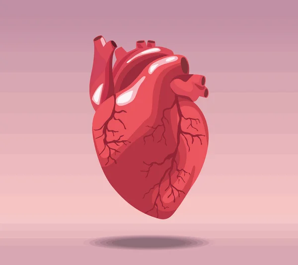心臓の現実的な人間の器官 — ストックベクタ