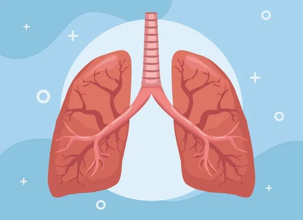 Órgano pulmonar realista — Vector de stock