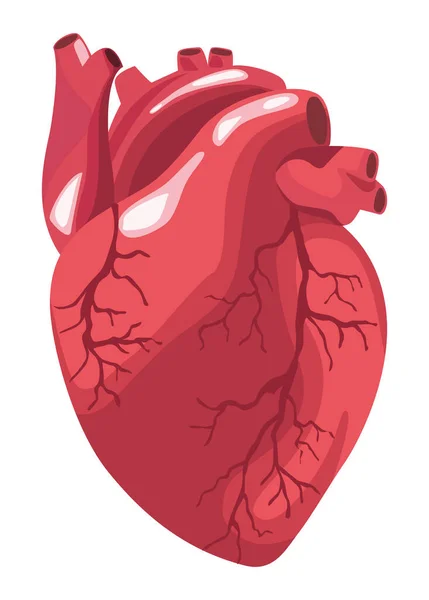 Órgano realista corazón — Archivo Imágenes Vectoriales
