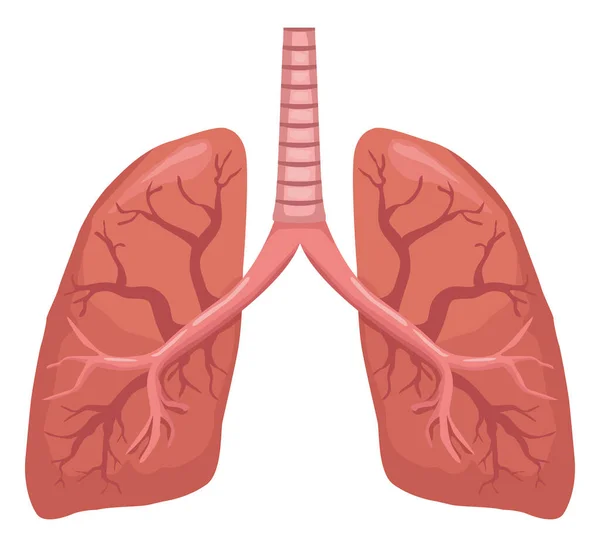 肺の現実的な臓器 — ストックベクタ