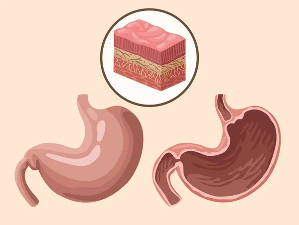 胃組織｜リアルな臓器 — ストックベクタ
