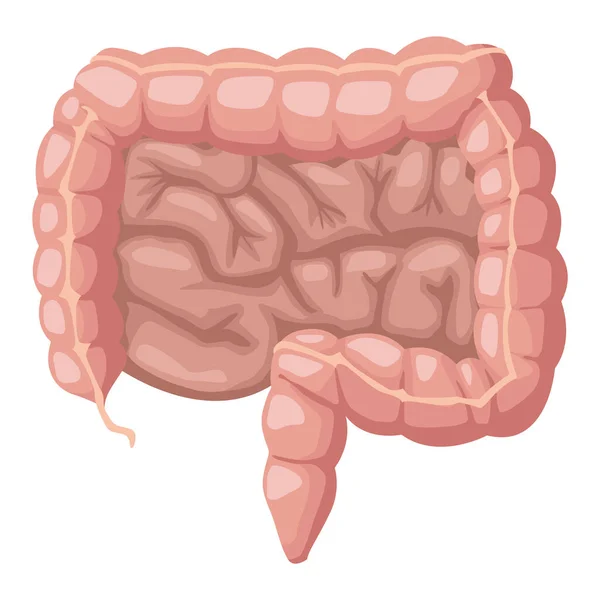 Intestino organo umano realistico — Vettoriale Stock