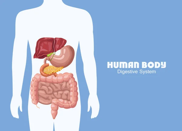 Sistema digestivo en el cuerpo — Vector de stock