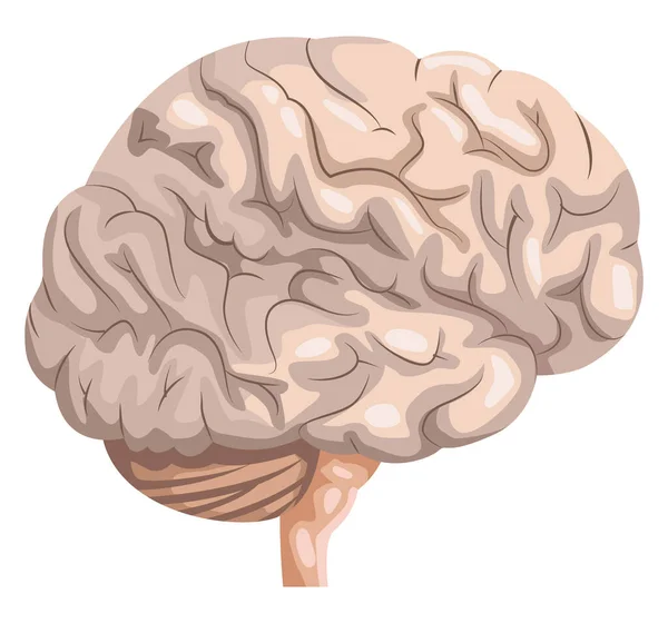 Órgano humano realista del cerebro — Vector de stock