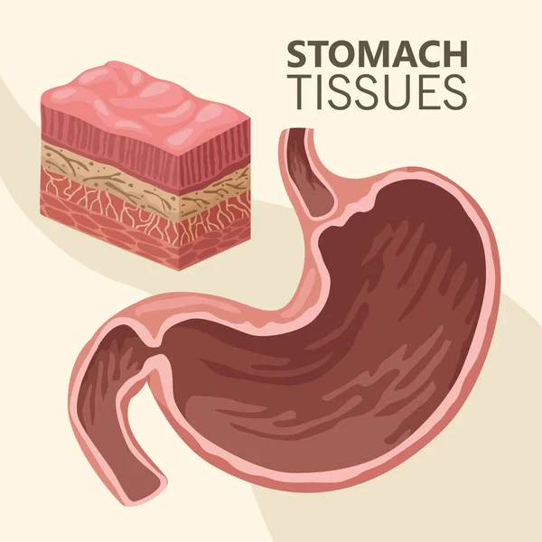 Tessuti dello stomaco organo realistico — Vettoriale Stock