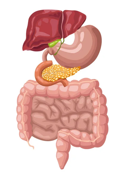 Órganos realistas del sistema digestivo — Vector de stock